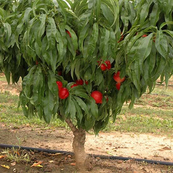 Nectarine 'Snow Baby' is ideal for small gardens or growing in a pot on a patio.