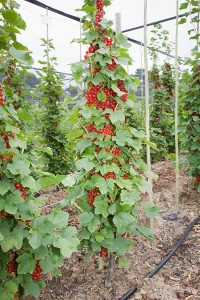 Single stemmed cordon redcurrants are ideal where space is restricted.