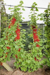 A double cordon (or U-cordon) redcurrant.