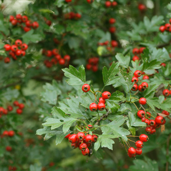 Hawthorn - A fast growing hedge producing masses of scented white flowers in the late spring followed by small bright red berries (haws) in the autumn. The fruits are edible and can be made into jellies, jams and syrups.