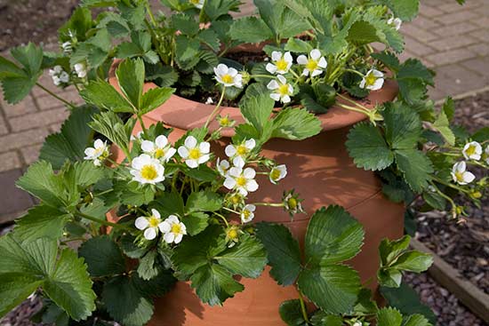 The first flowers will appear 2 to 4 weeks after planting coldstored strawberry plants.