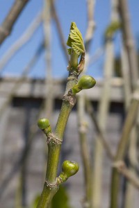 Embryo figs