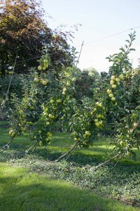 Cordons are ideal where space is limited. They can be planted as vertical cordons or at a 45 degree angle and trained against a wall, fence or on supporting wires.