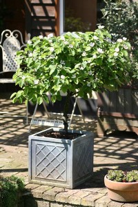 Sibley's Patio Quince is suitable for the smallest of gardens.