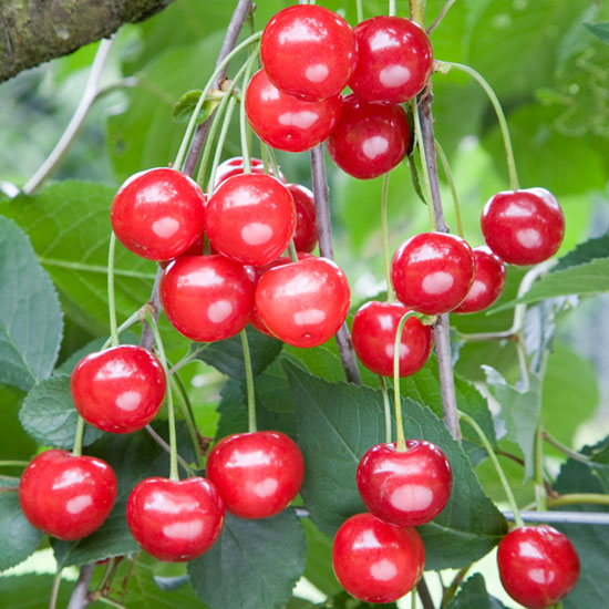 Morello cherry will grow well on a north facing wall.