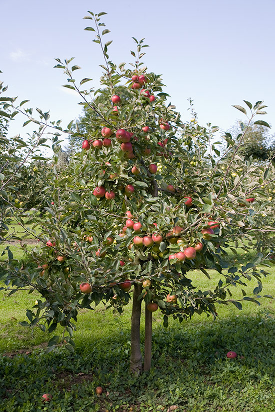 A pyramid apple tree on M26 roostock.