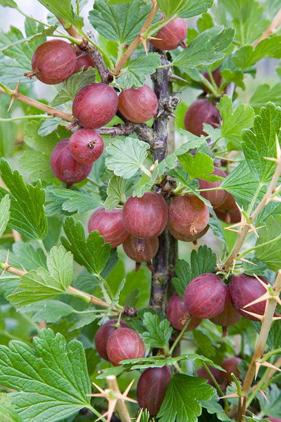 Gooseberry 'Hinnonmaki Red'