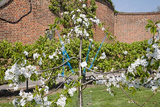 Festooning a young cherry tree