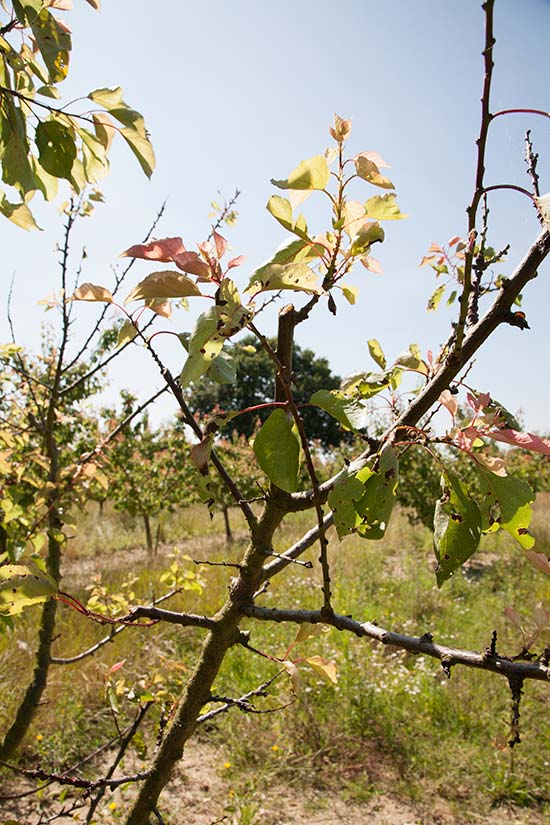 Dieback on apricot tree