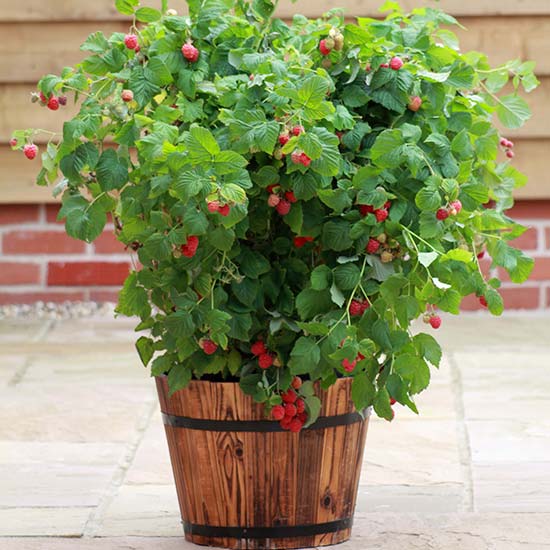 Patio Raspberry 'Ruby Beauty'