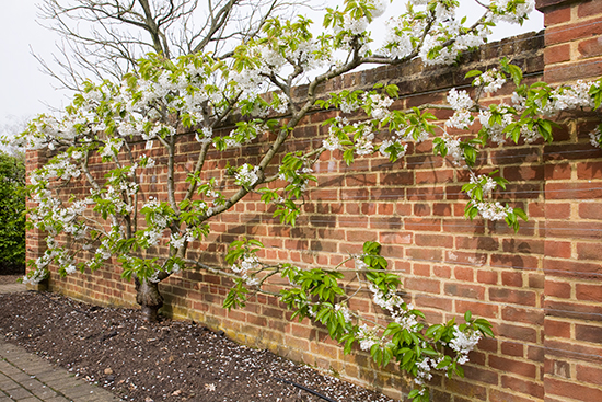 A fan trained cherry growing against a south facing wall