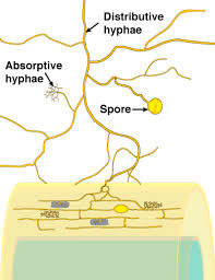 Endomycorrhiza growing into a root cell. 