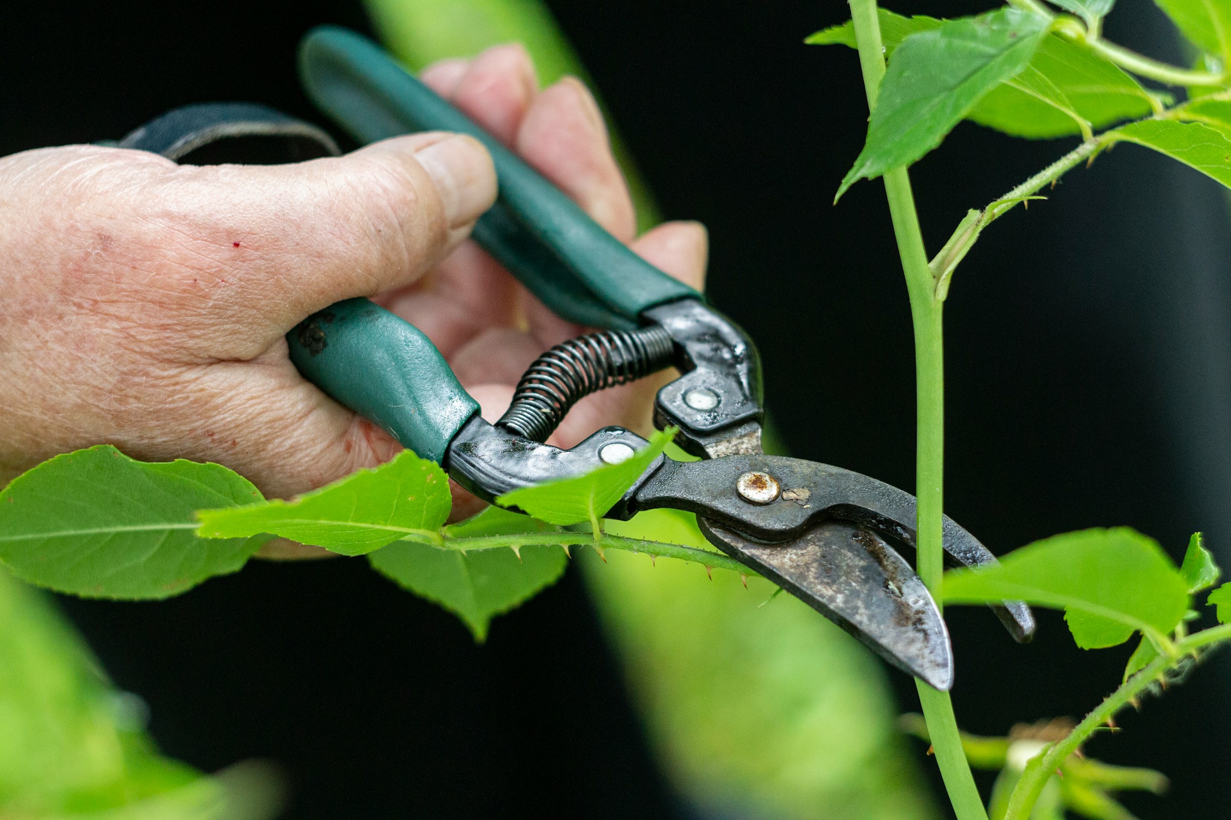 Summer Pruning Made Easy