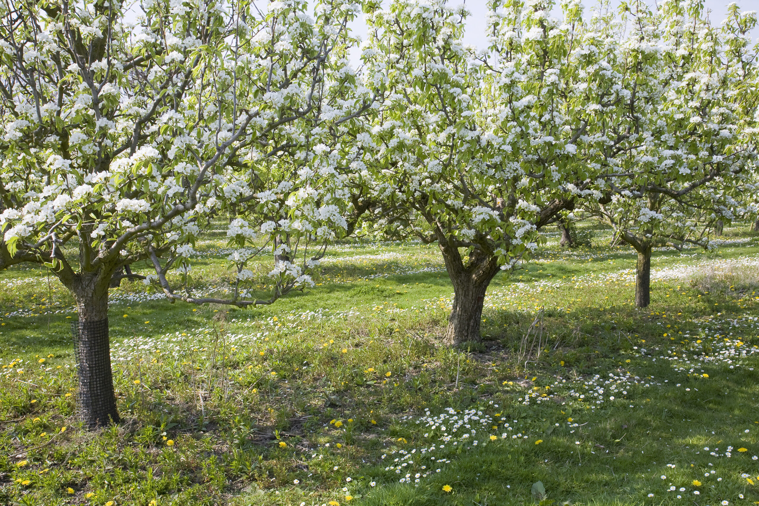 Pear trees in blossom
